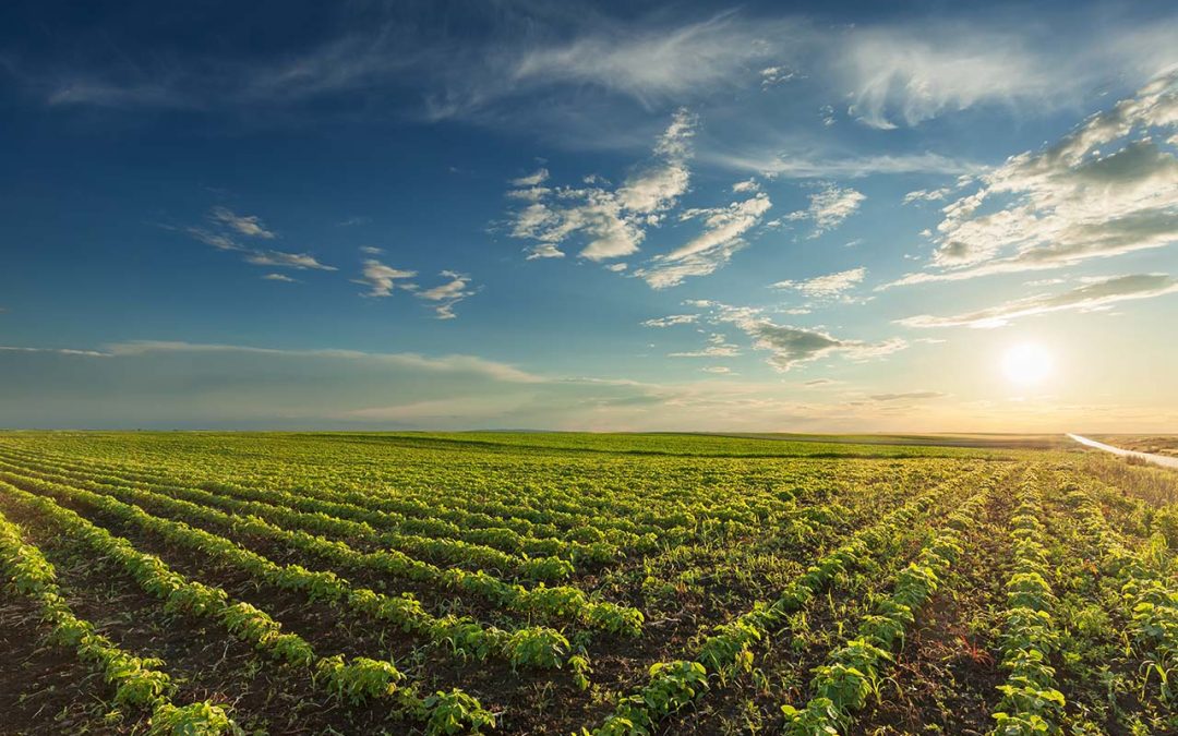 Food Processing, Organic Farming and Food Retailing to Experience High Growth in the GCC, says Frost & Sullivan