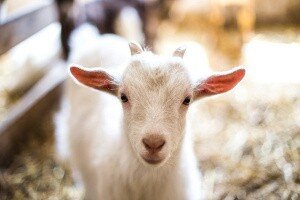Goat Milk Powder Emerging Trends