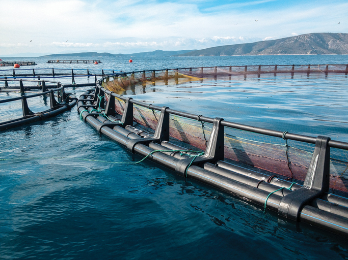 New Cloud-based Technologies Drive Innovation in the Aquaculture Industry