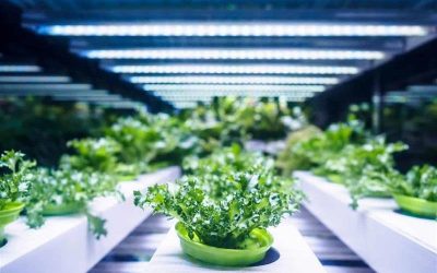 How Is Lighting Revolutionizing the Future of horticulture?