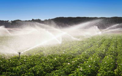 Designing Resilient Agricultural Systems Amid Global Fertilizer Supply Disruptions and Climate Volatility