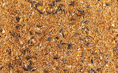 From Supply Shocks to Sustainable Nutrition: Lucrative Growth Opportunities in Animal & Pet Food Ingredients